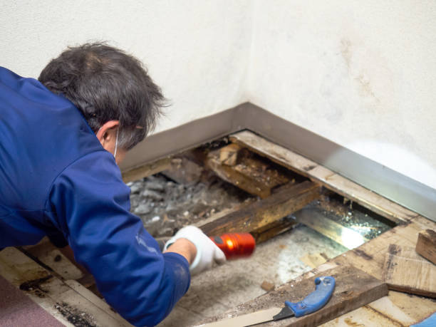 Tuckahoe, VA Mold Removal Company