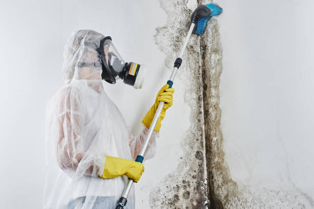 Best Emergency Mold Removal  in Tuckahoe, VA
