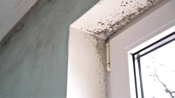 Best Office Mold Removal Services  in Tuckahoe, VA