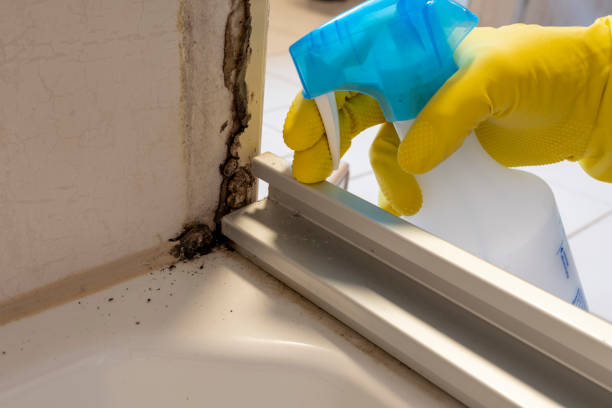 Best Black Mold Removal  in Tuckahoe, VA