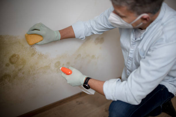 Best Toxic Mold Removal  in Tuckahoe, VA