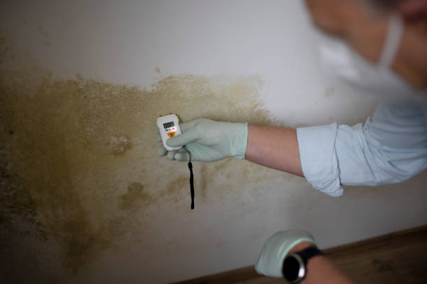 Best Affordable Mold Removal  in Tuckahoe, VA