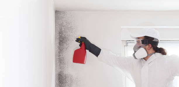Best Affordable Mold Removal  in Tuckahoe, VA
