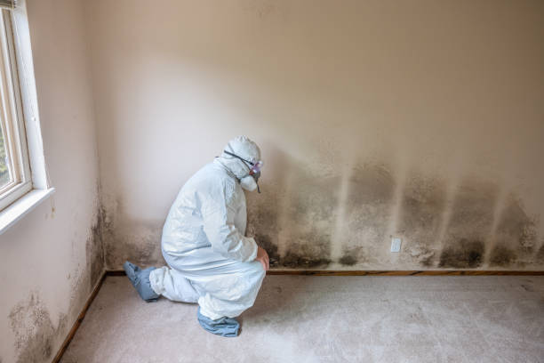 Home Mold Removal in Tuckahoe, VA