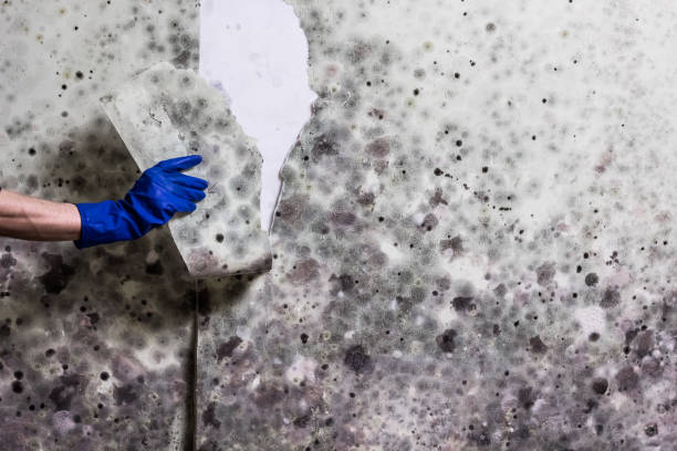 Best Mold Removal Near Me  in Tuckahoe, VA