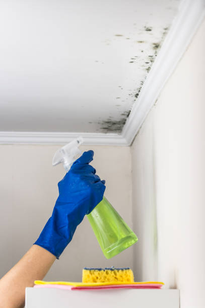 Best Fast Mold Removal  in Tuckahoe, VA